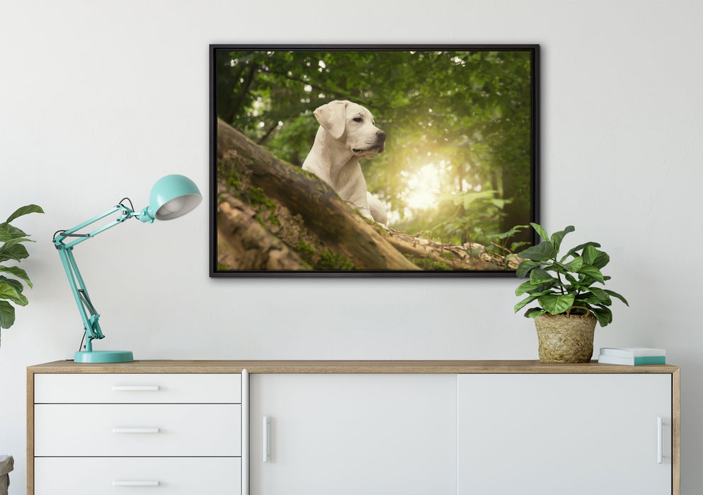 Labrador Welpe im Wald auf Leinwandbild gerahmt verschiedene Größen im Wohnzimmer