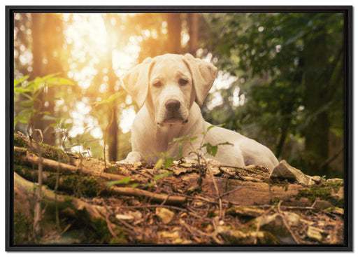 Hund im Wald bei Sonneuntergang auf Leinwandbild gerahmt Größe 100x70