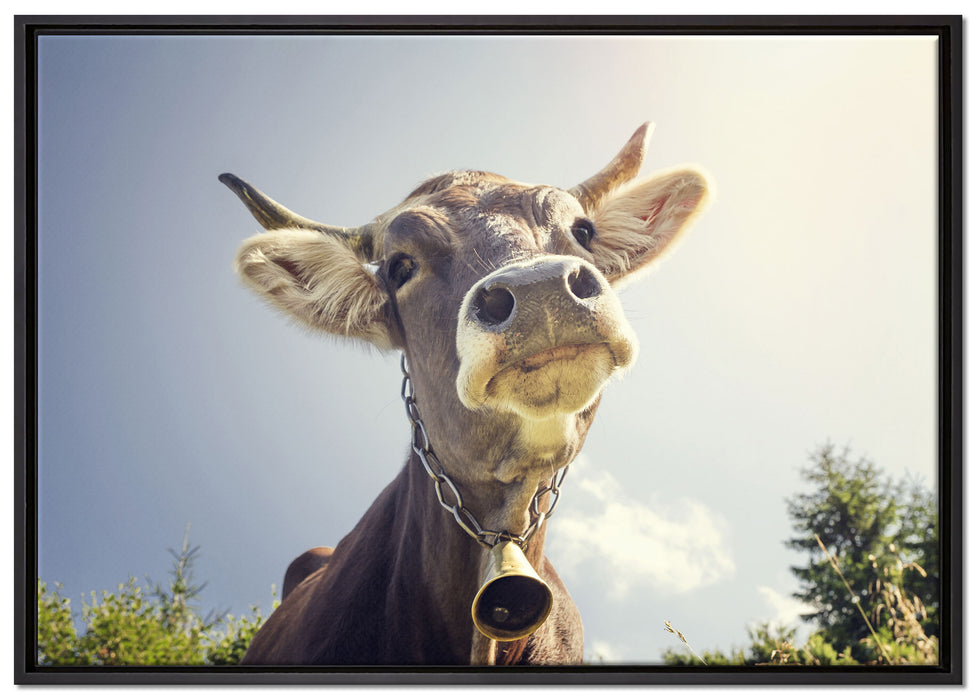 Lustiges Portrait einer Kuh auf Leinwandbild gerahmt Größe 100x70