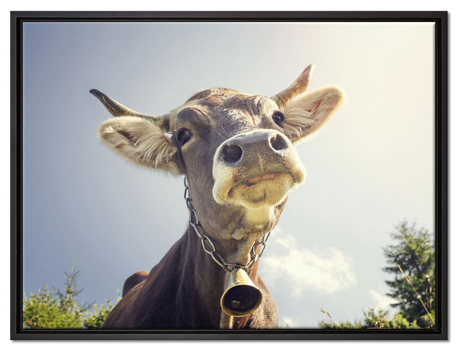 Lustiges Portrait einer Kuh auf Leinwandbild gerahmt Größe 80x60