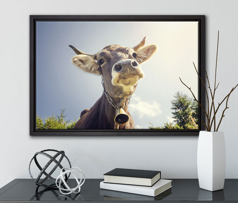 Lustiges Portrait einer Kuh auf Leinwandbild gerahmt mit Kirschblüten