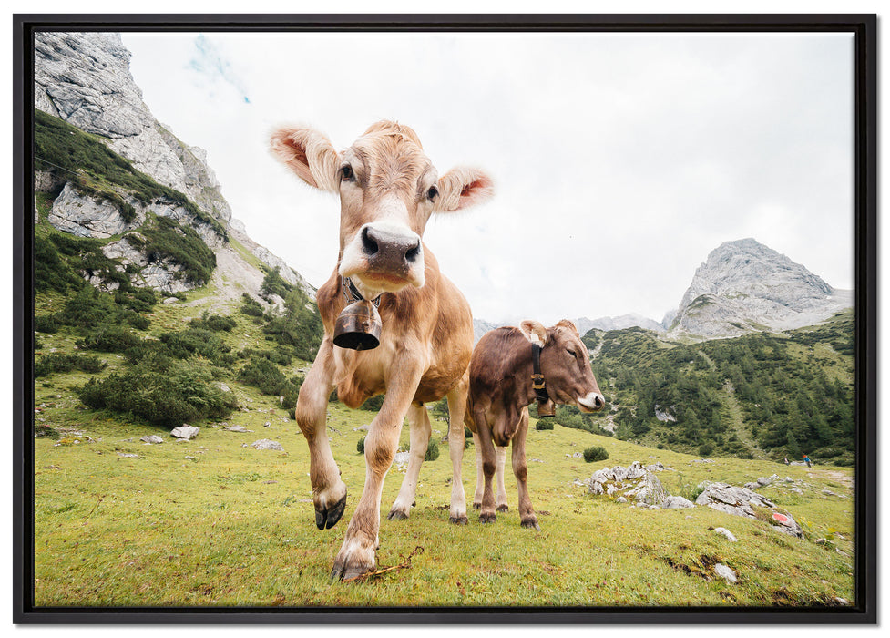 Almkuh auf der Weide auf Leinwandbild gerahmt Größe 100x70