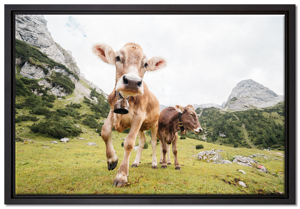 Almkuh auf der Weide auf Leinwandbild gerahmt Größe 60x40