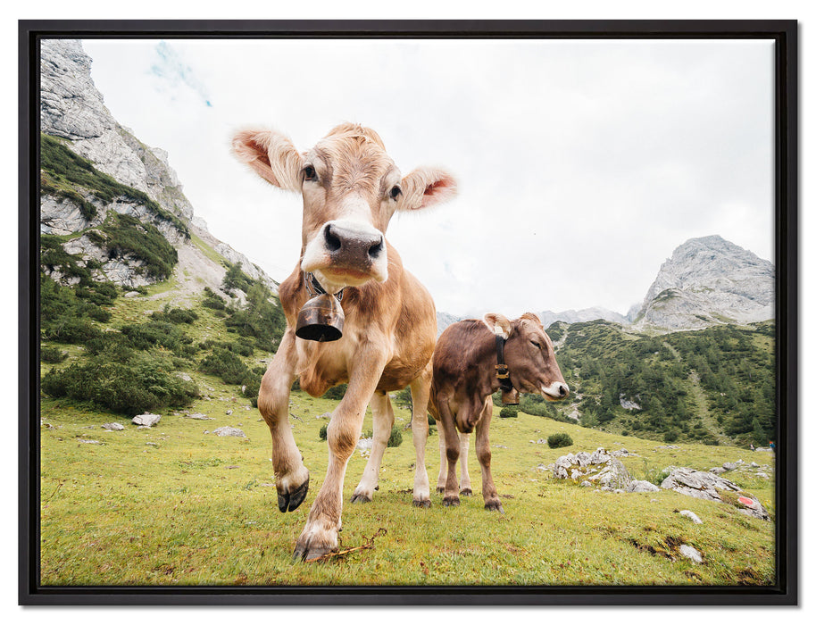Almkuh auf der Weide auf Leinwandbild gerahmt Größe 80x60