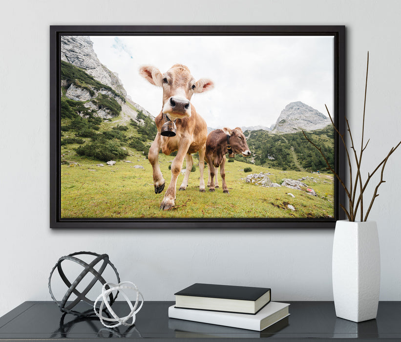 Almkuh auf der Weide auf Leinwandbild gerahmt mit Kirschblüten
