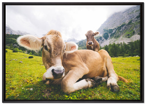 Almkuh in den Bergen auf Leinwandbild gerahmt Größe 100x70