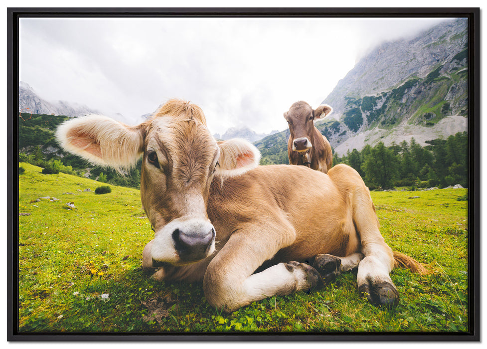 Almkuh in den Bergen auf Leinwandbild gerahmt Größe 100x70