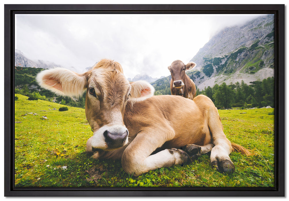 Almkuh in den Bergen auf Leinwandbild gerahmt Größe 60x40