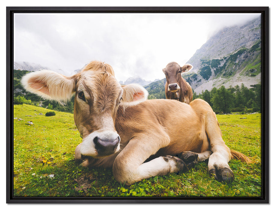Almkuh in den Bergen auf Leinwandbild gerahmt Größe 80x60