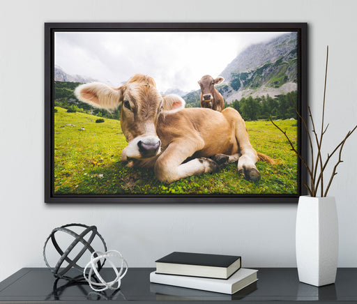 Almkuh in den Bergen auf Leinwandbild gerahmt mit Kirschblüten