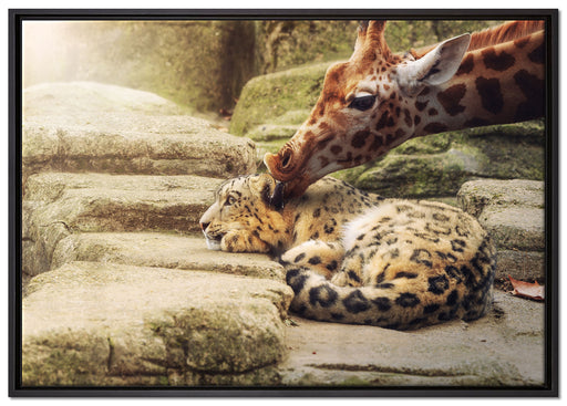 Leopard und Giraffe auf Leinwandbild gerahmt Größe 100x70