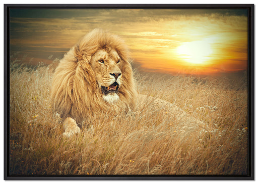 mächtiger Löwe auf Leinwandbild gerahmt Größe 100x70