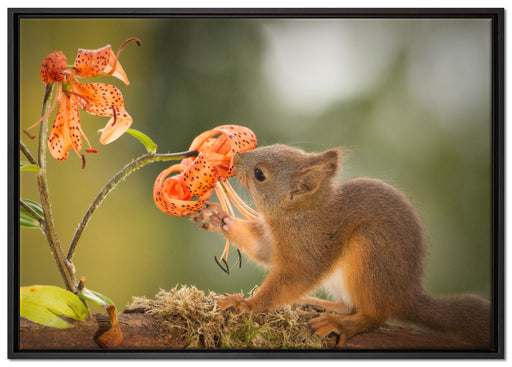 Eichhörnchen riecht an einer Blume auf Leinwandbild gerahmt Größe 100x70