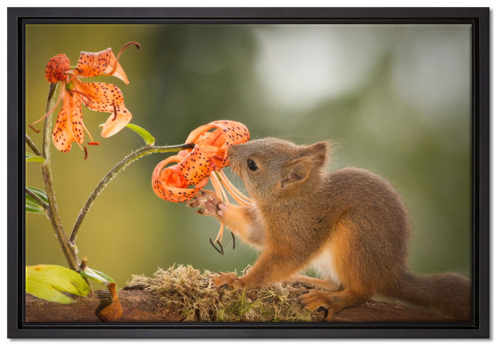 Eichhörnchen riecht an einer Blume auf Leinwandbild gerahmt Größe 60x40
