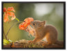 Eichhörnchen riecht an einer Blume auf Leinwandbild gerahmt Größe 80x60