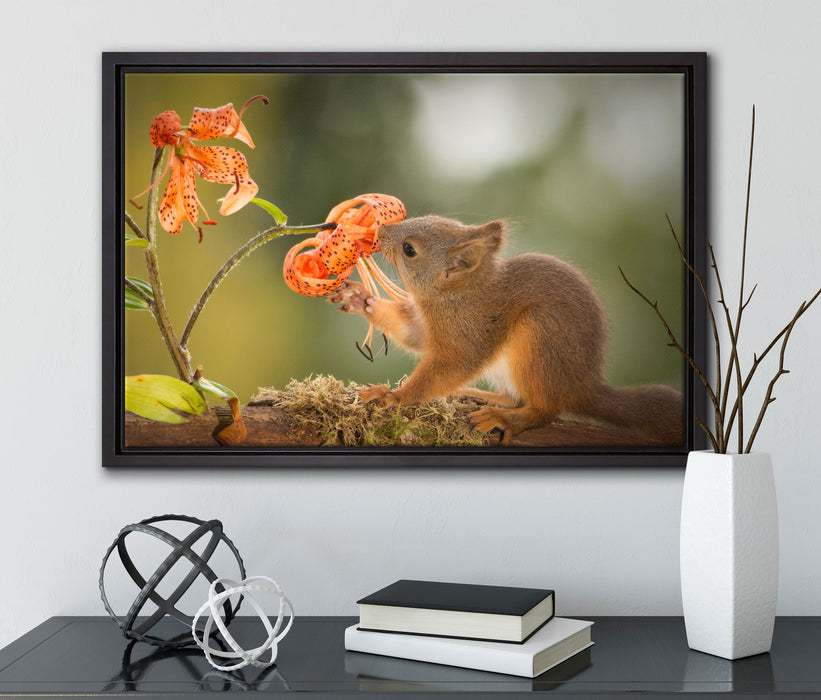 Eichhörnchen riecht an einer Blume auf Leinwandbild gerahmt mit Kirschblüten