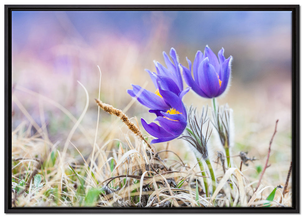 schöne Krokusse auf Leinwandbild gerahmt Größe 100x70