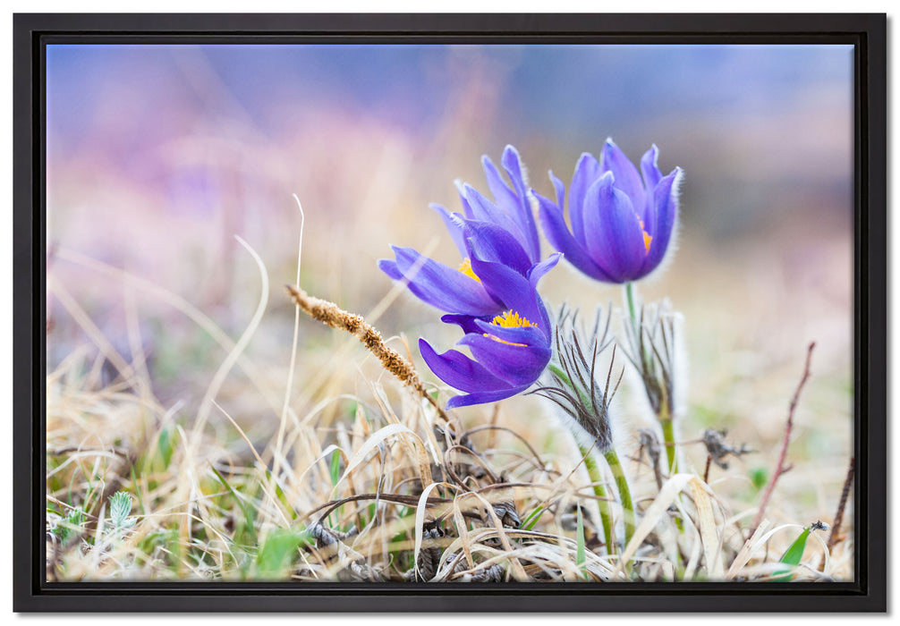 schöne Krokusse auf Leinwandbild gerahmt Größe 60x40