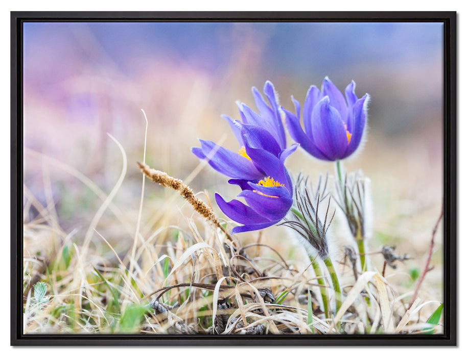 schöne Krokusse auf Leinwandbild gerahmt Größe 80x60