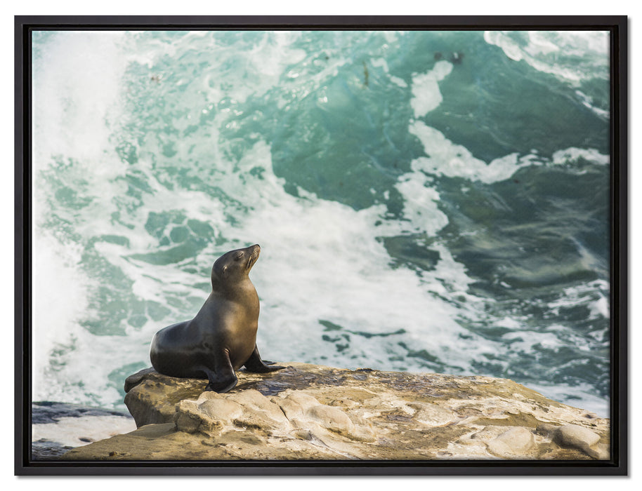 süße Robbe sonnt sich auf Leinwandbild gerahmt Größe 80x60