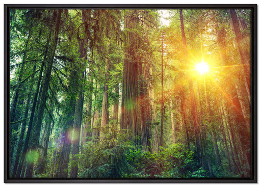 Wald bei Sonnenlicht auf Leinwandbild gerahmt Größe 100x70