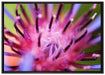 wunderschöne lila Blume im Fokus auf Leinwandbild gerahmt Größe 100x70