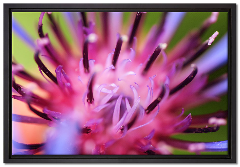 wunderschöne lila Blume im Fokus auf Leinwandbild gerahmt Größe 60x40