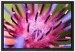wunderschöne lila Blume im Fokus auf Leinwandbild gerahmt Größe 60x40