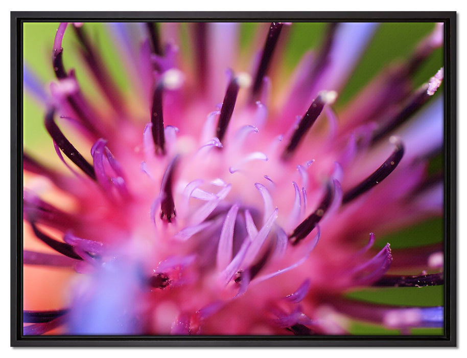 wunderschöne lila Blume im Fokus auf Leinwandbild gerahmt Größe 80x60