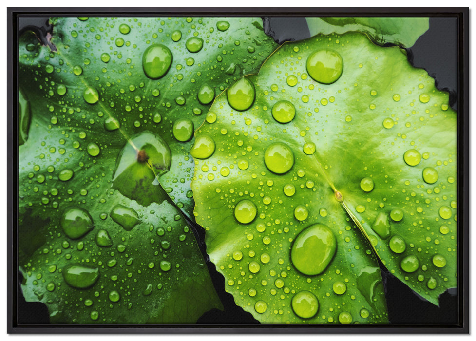 die Blätter mit den Wassertropfen auf Leinwandbild gerahmt Größe 100x70