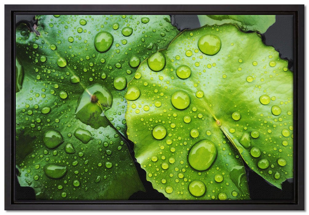 die Blätter mit den Wassertropfen auf Leinwandbild gerahmt Größe 60x40