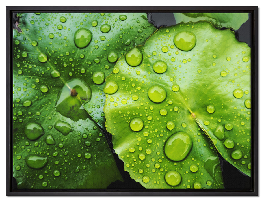 die Blätter mit den Wassertropfen auf Leinwandbild gerahmt Größe 80x60