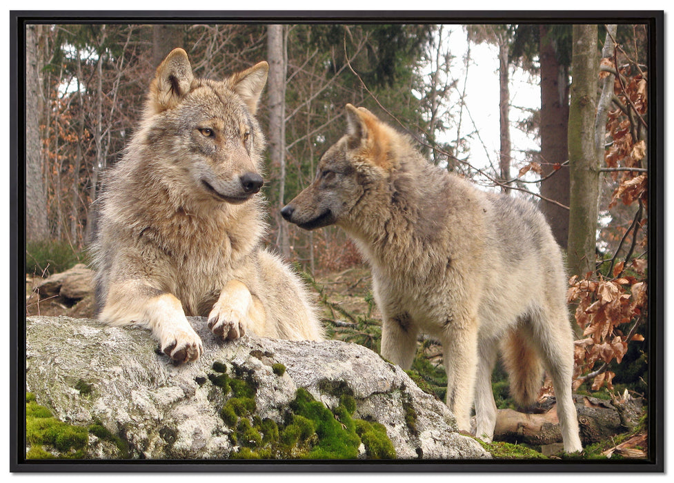 Wölfe im Wald auf Leinwandbild gerahmt Größe 100x70