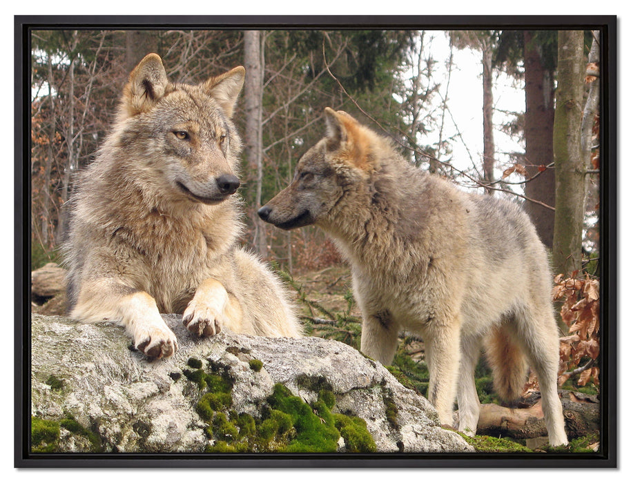 Wölfe im Wald auf Leinwandbild gerahmt Größe 80x60