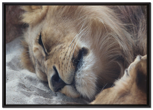 schlafender Löwe auf Leinwandbild gerahmt Größe 100x70