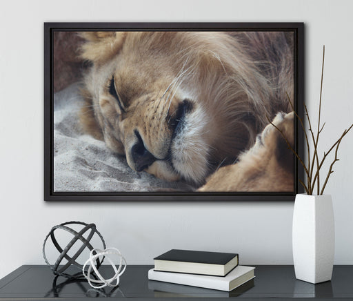 schlafender Löwe auf Leinwandbild gerahmt mit Kirschblüten