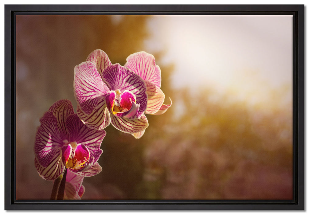 farbenOrchideen in der Nahaufnahme auf Leinwandbild gerahmt Größe 60x40