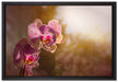 farbenOrchideen in der Nahaufnahme auf Leinwandbild gerahmt Größe 60x40