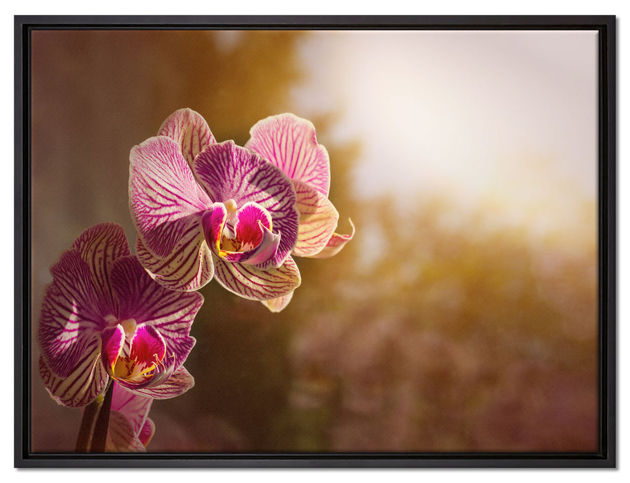 farbenOrchideen in der Nahaufnahme auf Leinwandbild gerahmt Größe 80x60