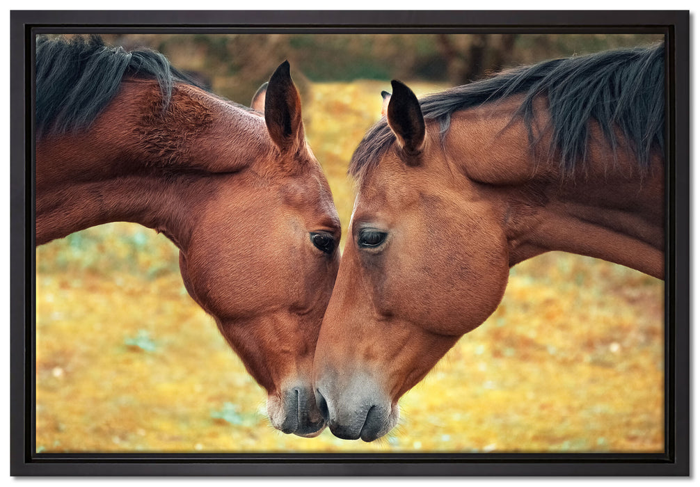 zwei schmusende Pferde auf Leinwandbild gerahmt Größe 60x40