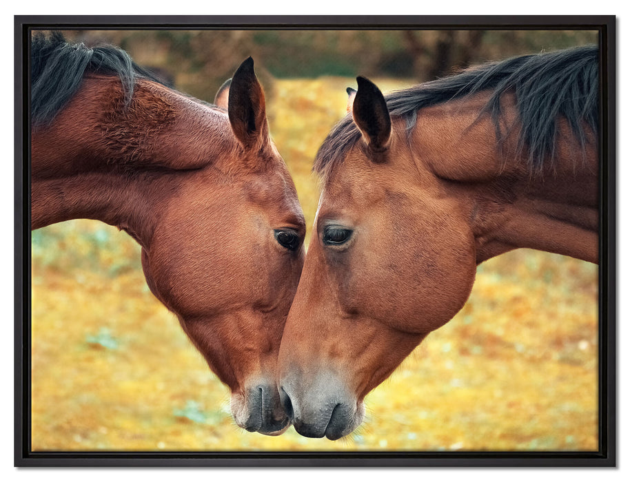 zwei schmusende Pferde auf Leinwandbild gerahmt Größe 80x60