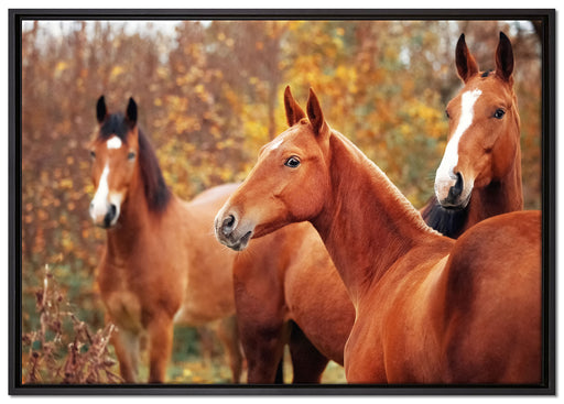 schöne Pferde auf der Wiese auf Leinwandbild gerahmt Größe 100x70