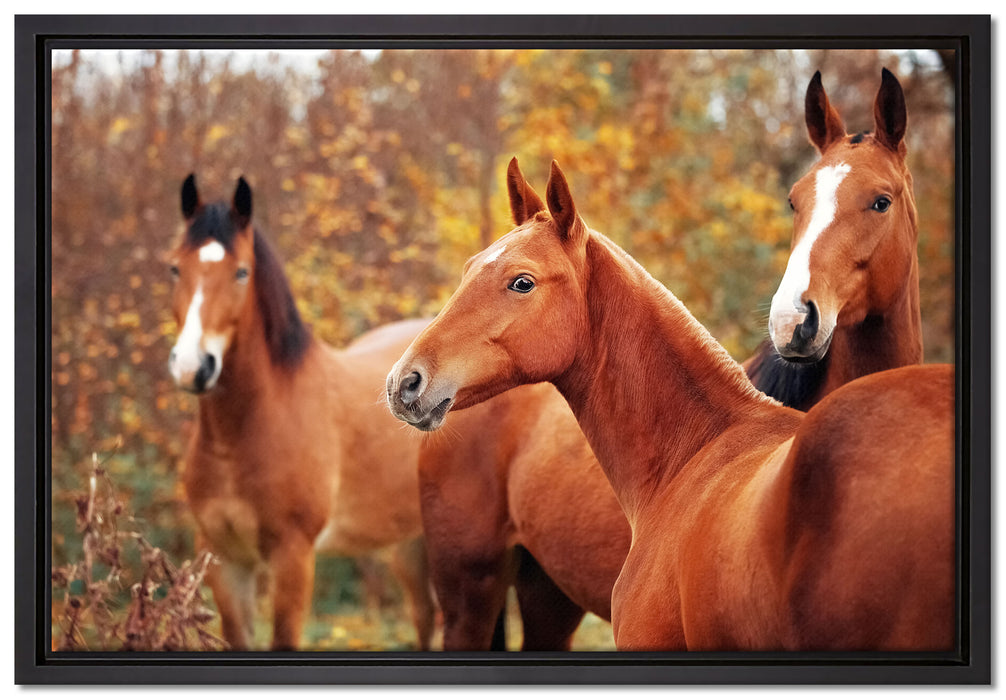 schöne Pferde auf der Wiese auf Leinwandbild gerahmt Größe 60x40
