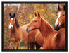 schöne Pferde auf der Wiese auf Leinwandbild gerahmt Größe 80x60