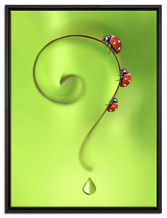 Marienkäfer Fragezeichen auf Leinwandbild gerahmt Größe 80x60