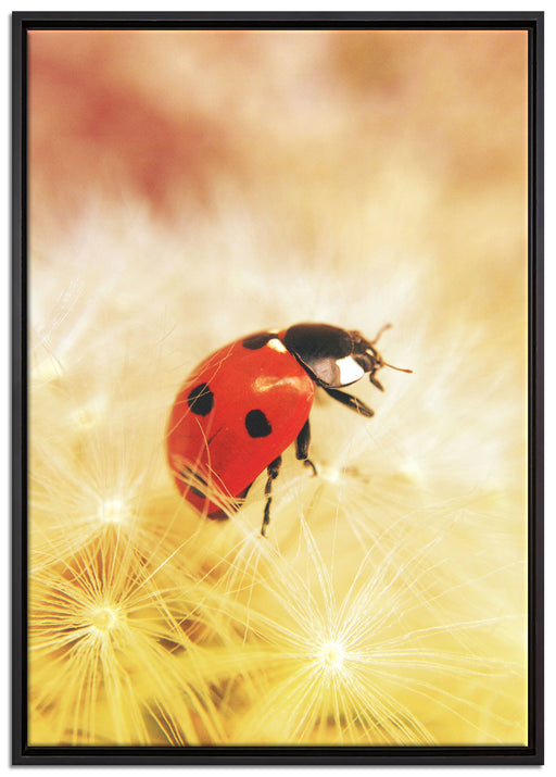 Marienkäfer in der Nahaufnahme auf Leinwandbild gerahmt Größe 100x70