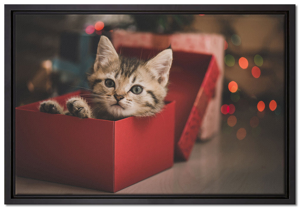 süsses Kätzchen in der Box auf Leinwandbild gerahmt Größe 60x40