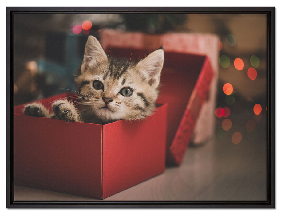 süsses Kätzchen in der Box auf Leinwandbild gerahmt Größe 80x60