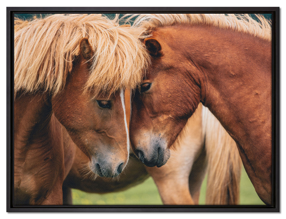 zwei schmusende Pferde auf Leinwandbild gerahmt Größe 80x60