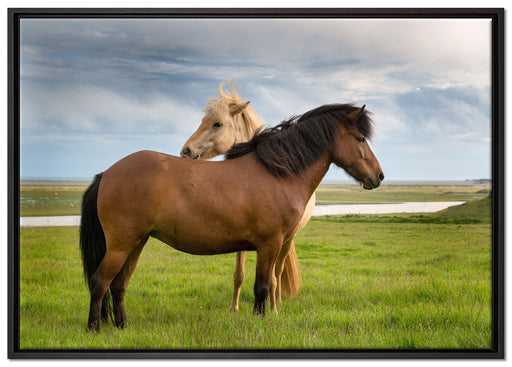 zwei Pferde auf der Wiese auf Leinwandbild gerahmt Größe 100x70